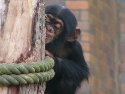 chimpanzee baby googel